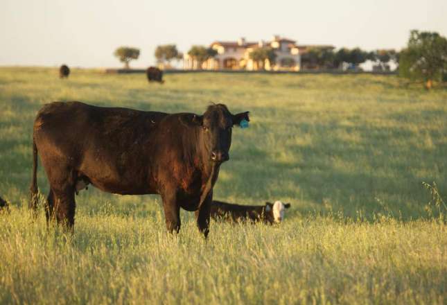 Learn more about Cattle and Livestock Ranches