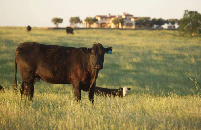 Learn more about Cattle and Livestock Ranches