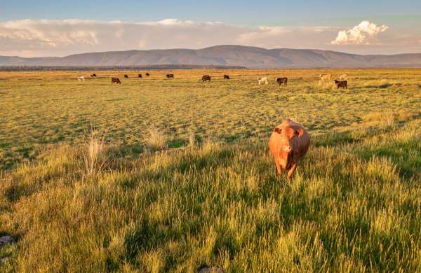Island Ranch Pasture