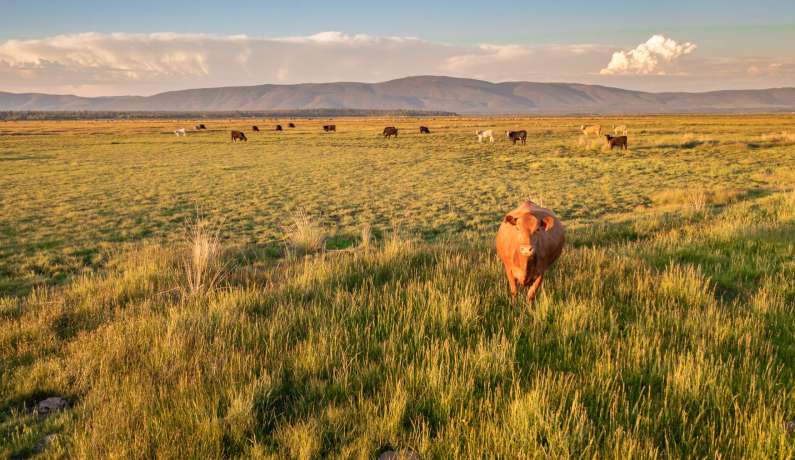 Island Ranch Pasture